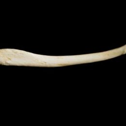 La scienza rivela: i nostri antenati avevano l’osso del pene