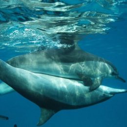 Sesso e animali, la scienza rivela: i delfini lo fanno strano